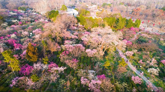春游南京梅花山