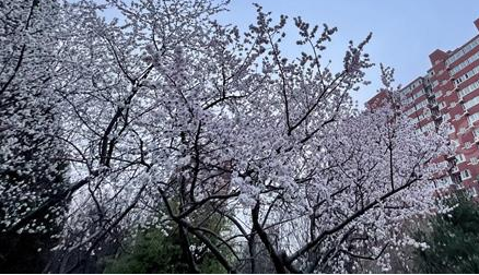 今晨，北京风力不大，体感较凉