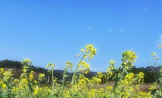 昨天，湖南邵阳田野里铺满阳光的味道