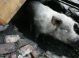 如何评价猪坚强这一生 猪坚强的意义是什么