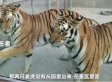 河南动物园两只老虎被击毙是怎么回事 官方最新回应来了