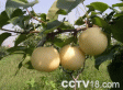 房山黄金梨