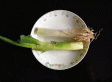 乌审旗沙葱