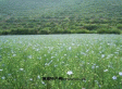 后山胡麻油