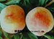 大连桃子