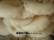 伊春白灵菇