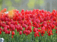 南汇郁金香花