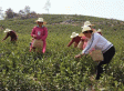 黄公山白茶