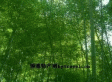 瑞昌小山竹