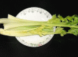 涛雒芹菜