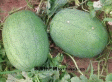 崇召早熟西瓜