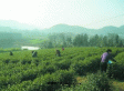 沼山茶叶