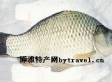 禺山鲫鱼