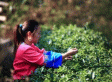 龙脊茶叶