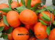万县红桔