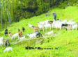 合川白山羊