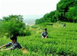方坪香茗