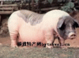 荣昌白猪