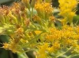 河南洛阳铲除两株加拿大一枝黄花 每株能产2万颗种子传播能力极强