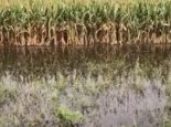山西大爷从暴雨洪水中抢粮食 10亩玉米地8亩还没有收