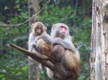 猴子闯入女寝把美妆蛋当鸡蛋拿走 网友：学校是开在了花果山旁边吗