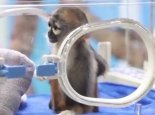 中国首例人工繁育黑腿白臀叶猴  体色十分丰富