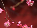 2022武汉东湖梅园开放了吗 武汉东湖梅园2022开放时间