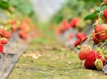 重庆冬季哪里可以摘草莓 2022重庆冬季摘草莓的地方推荐