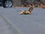 广东今明依然晴燥谨防森火 早晚寒凉广州气温7℃～22℃