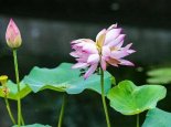 浙江2亩荷塘开出89朵并蒂莲 并蒂莲的象征意义是什么