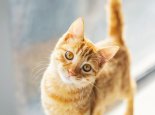 几十万人围观上海交大流浪猫喝水 网友：图书馆“馆长”和“副馆长”