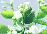 鲜茉莉花能不能直接泡水喝
