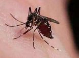 每年约72.5万人因蚊虫叮咬致死 夏季怎样预防蚊虫叮咬