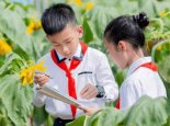重庆一小学楼顶种14000株向日葵 老师:希望孩子们像向日葵一样向阳而生