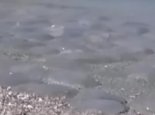 克里米亚海滩遭大量水母入侵 由于亚速海的盐度上升所致
