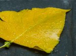 寒潮来袭江西明后天迎大风降温降雨 南昌周一周二最冷最低4℃