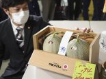 日本两个蜜瓜拍出16万 为什么日本的水果那么贵