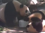 大熊猫集体抱冰块解暑 网友：怎么不多给几块