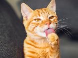 猫咪乱入课堂被老师当教具授课 小猫咪：天生我材必有用