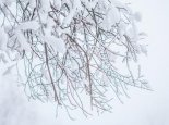 黑龙江再迎暴风雪积雪已达34厘米 雪灾如何防御