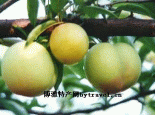 早凤王桃
