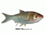 大黄堡鲫鱼