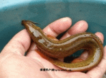 宝坻黄板泥鳅