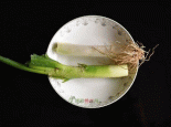 宝坻大葱