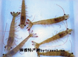 天津对虾