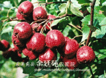 梁后庄村红果