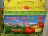 肥乡圆葱