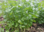 平乡十香菜