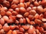 枣仁