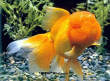 衡水金鱼